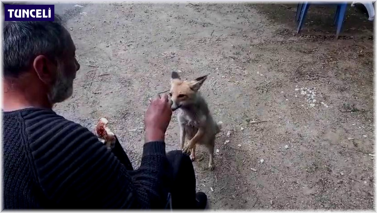 Tilki çay ocağının maskotu oldu