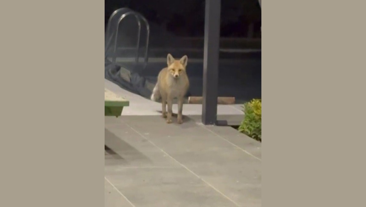 Tilki evin bahçesine girip kedi mamalarını yedi