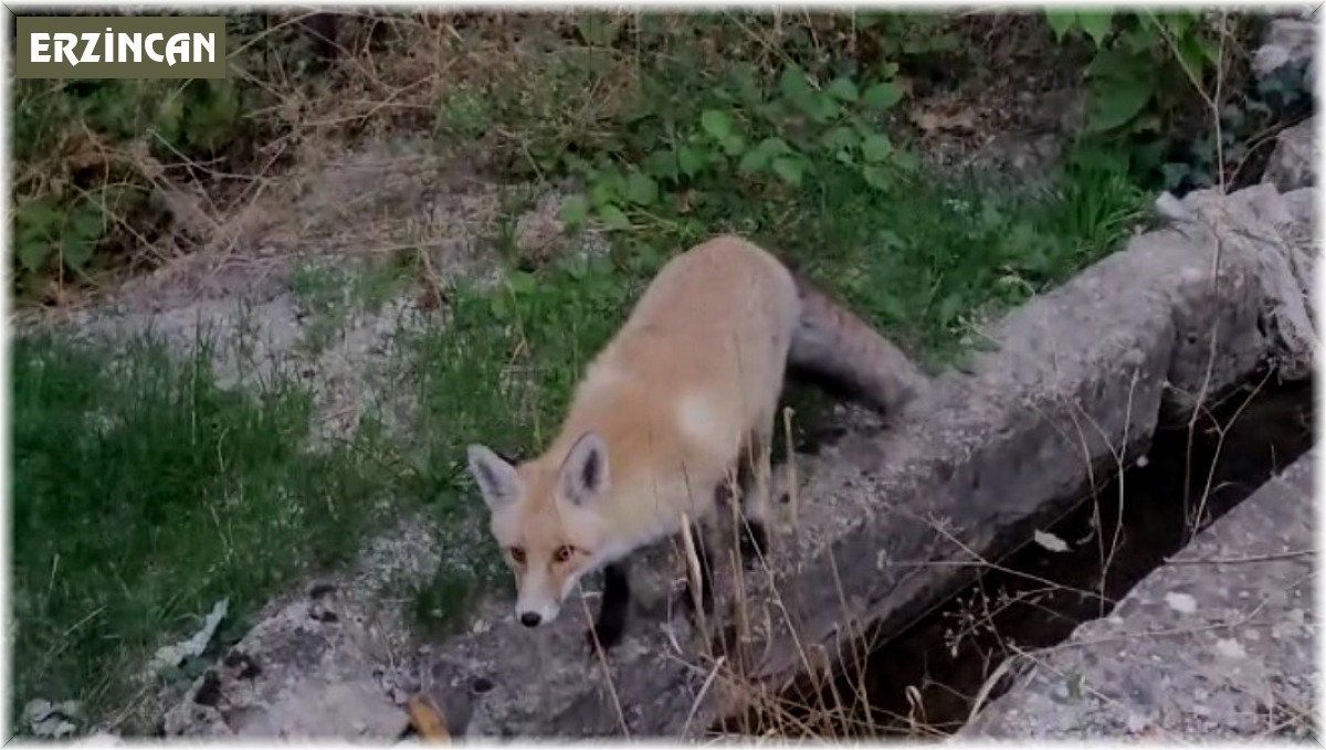 Tilki ilçeyi mesken tuttu