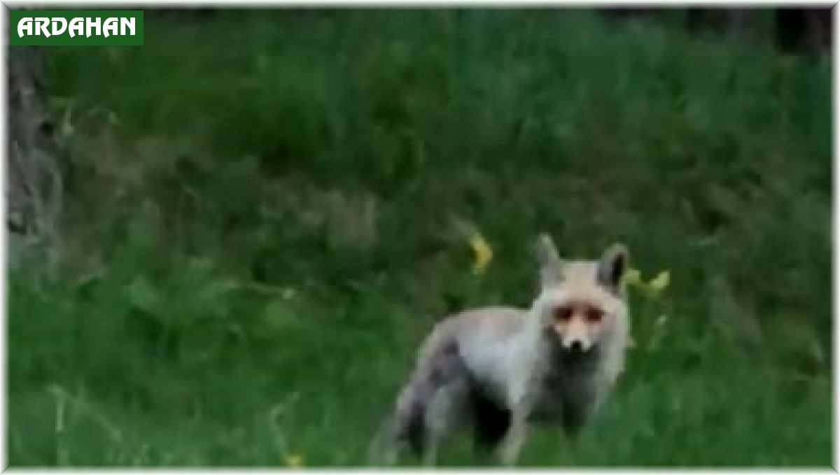 Tilki, pikniğe giden vatandaşların davetsiz misafiri oldu