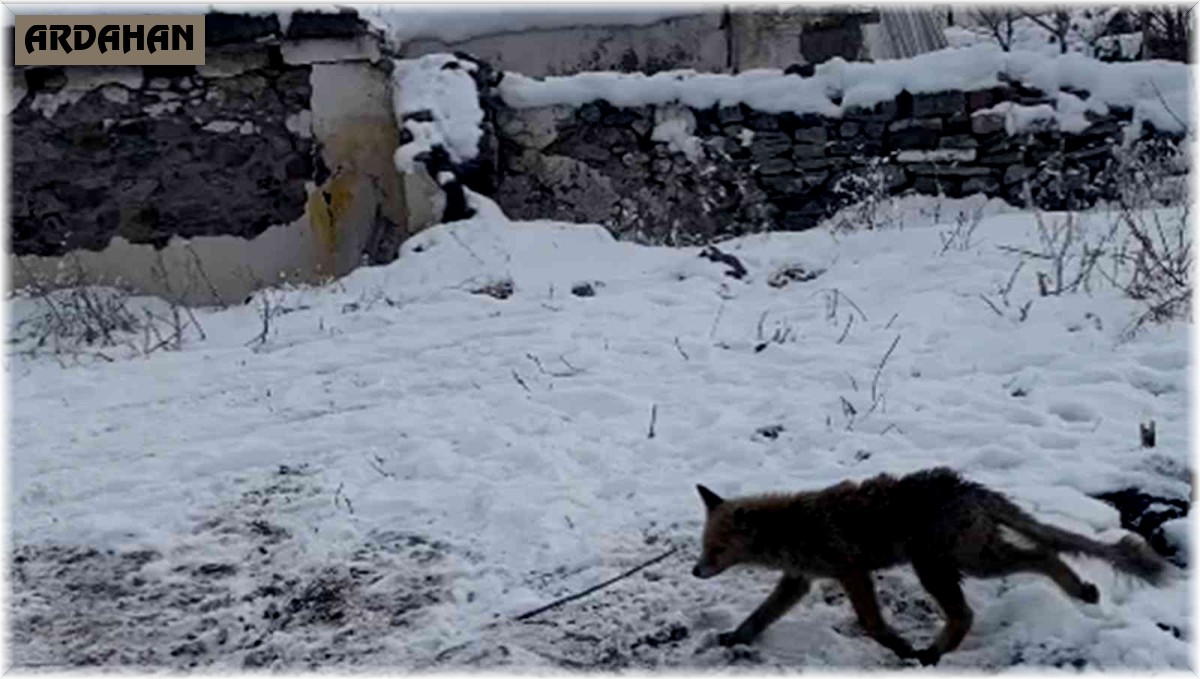 Tilki rahatlığı ile şaşırttı