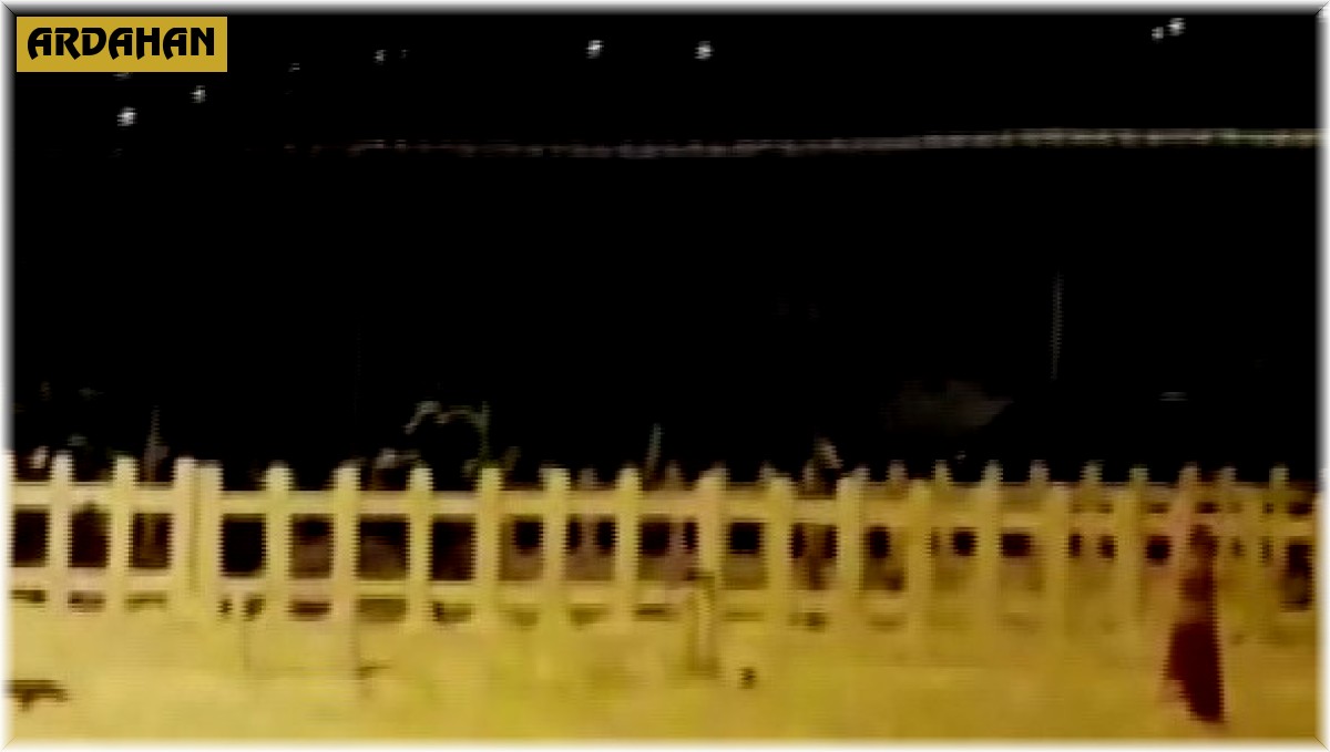 Tilki ve kedinin kavgası gülümsetti