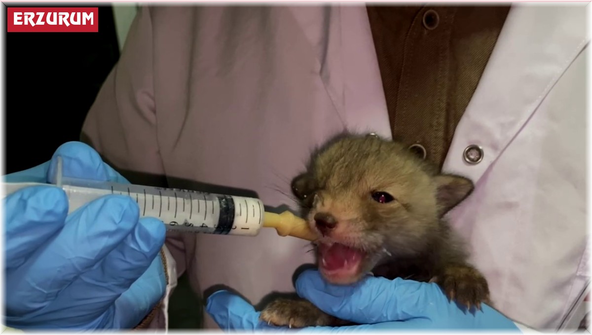 Tilki yavruları koruma altında