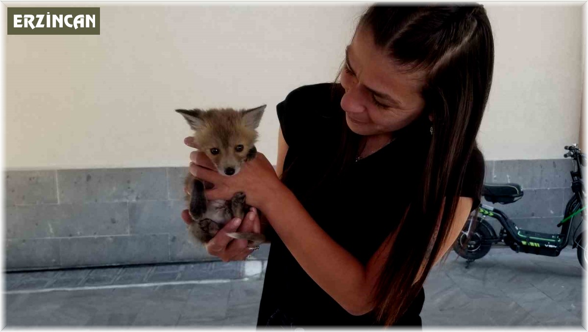 Tilki yavrusu emin ellerde
