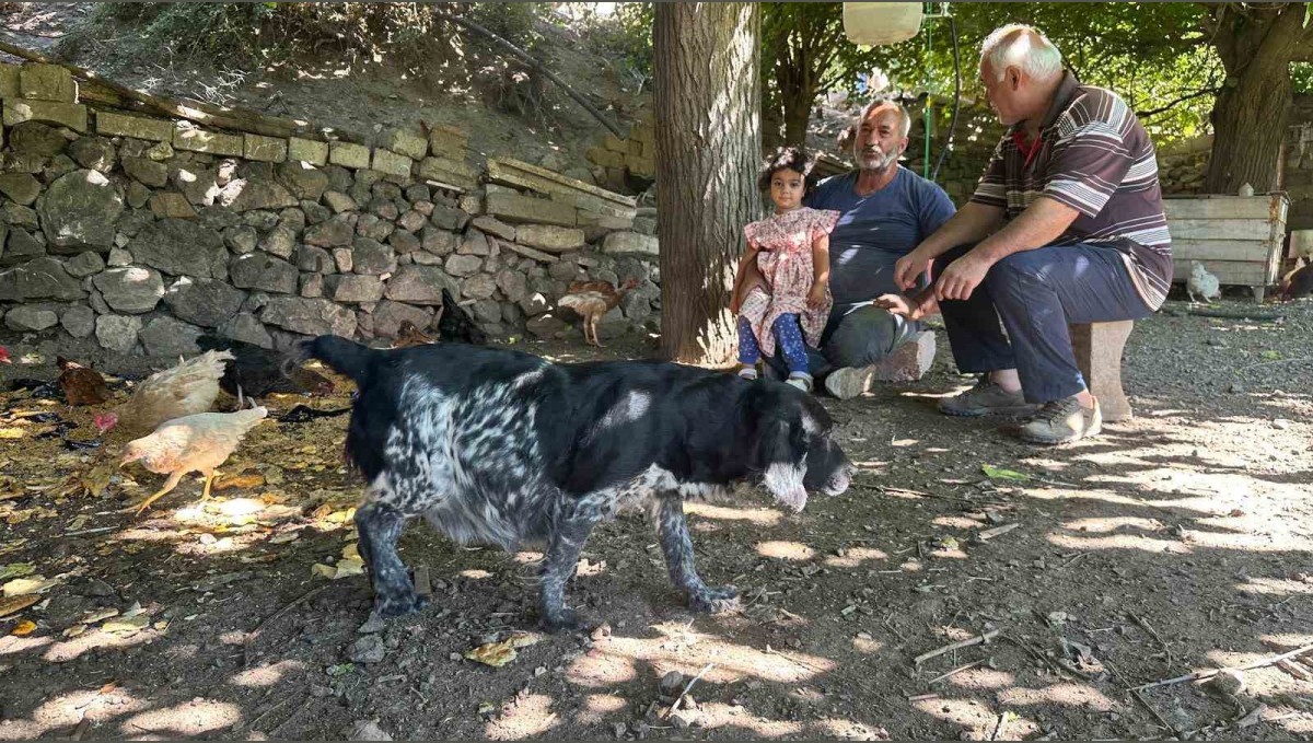 Tilkiler kümeslere dadandı, aileler gündüz nöbette