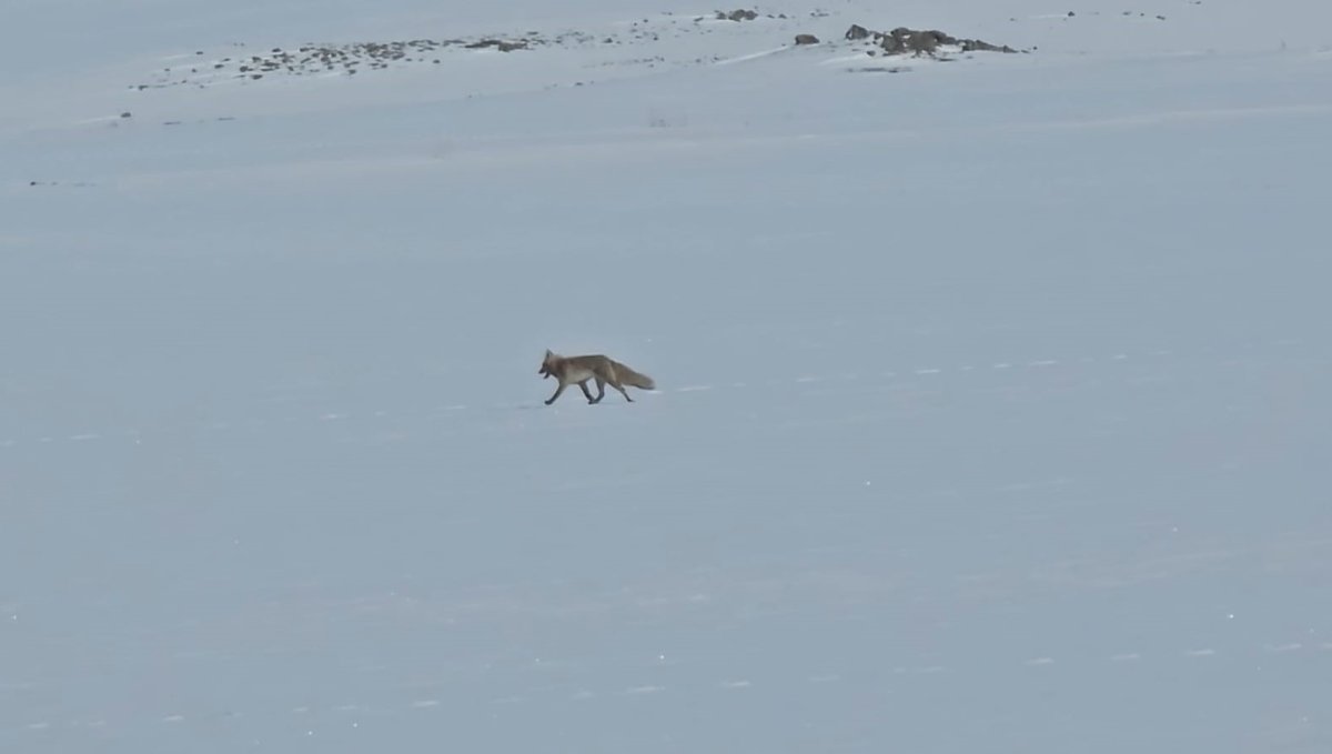 Tilkiler yol kenarında yiyecek aradı