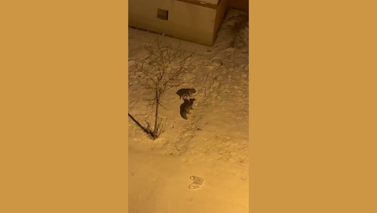 Tilkilerin bahçedeki kar eğlencesi görüntülendi