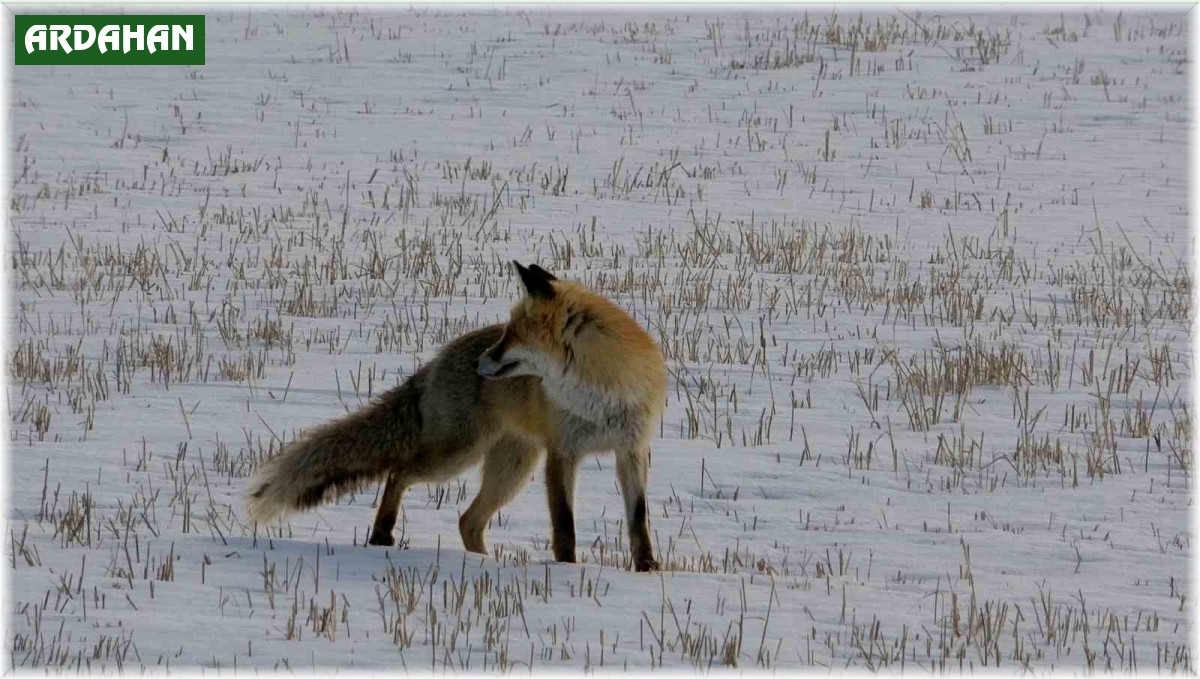Tilkinin karla kaplı arazide fare avı kamerada