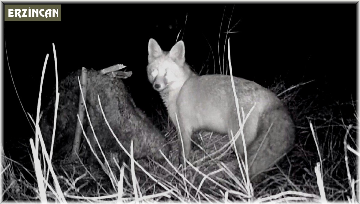 Tilkinin post mücadelesi fotokapana yansıdı