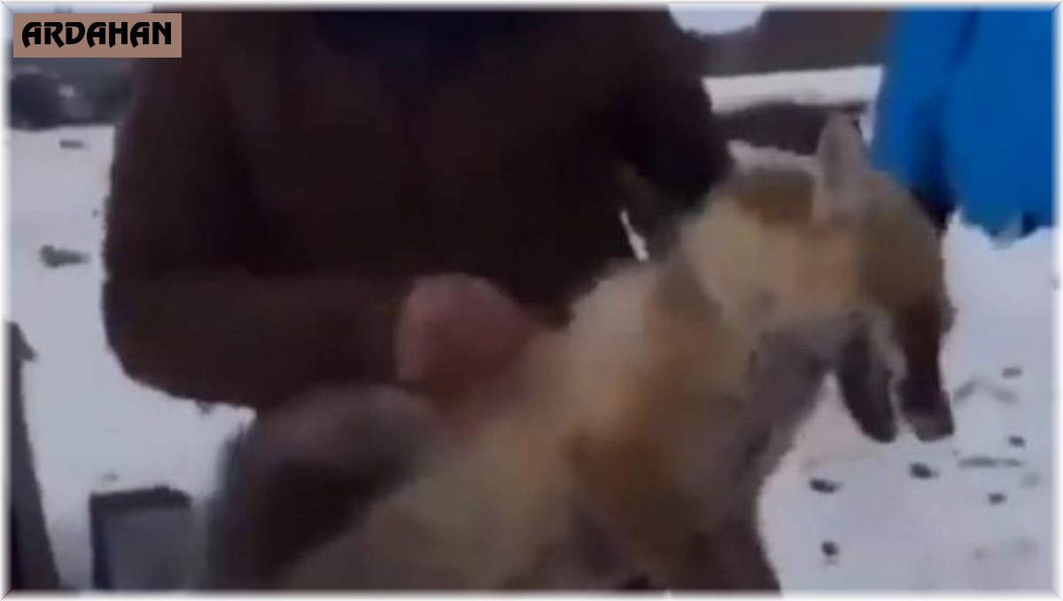 Tilkiye eziyet eden 4 şahsa ceza yağdı