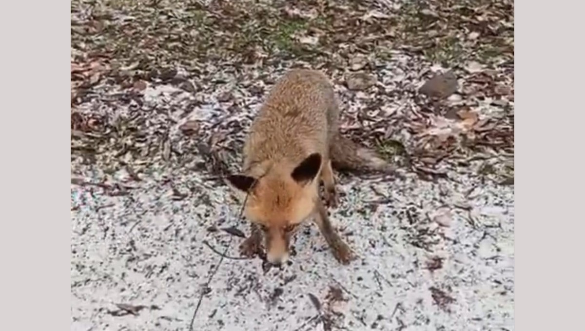 Tilkiye eziyet eden şahsa jandarma operasyonu