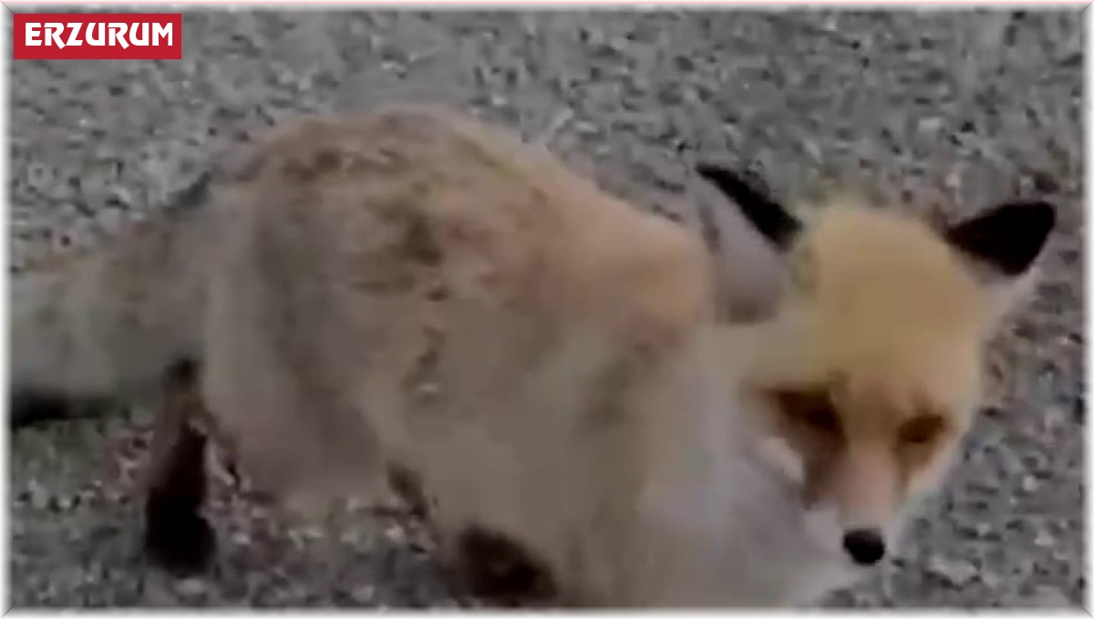 Tilkiyi elleriyle besledi