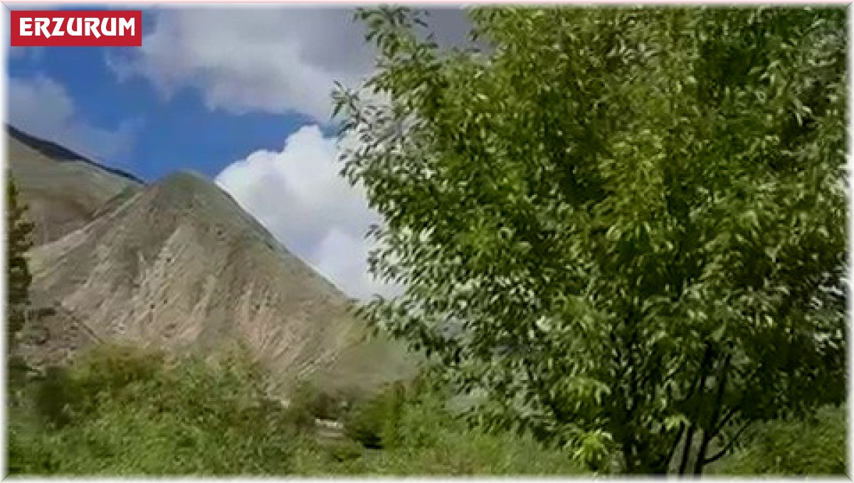 Tilkiyi elleriyle besledi