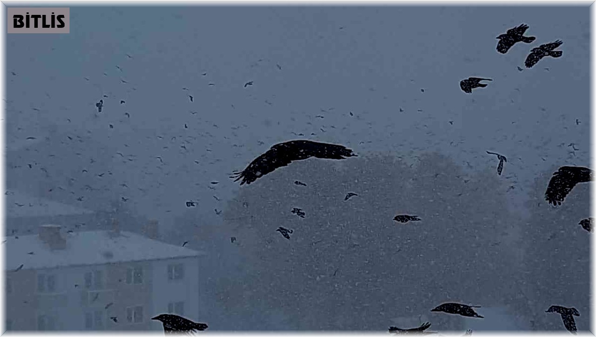 Tipiye yakalanan kuşların zor anları