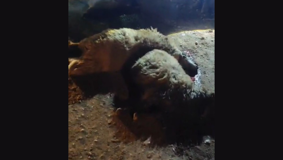 Tırın çarptığı 13 küçükbaş hayvan telef oldu