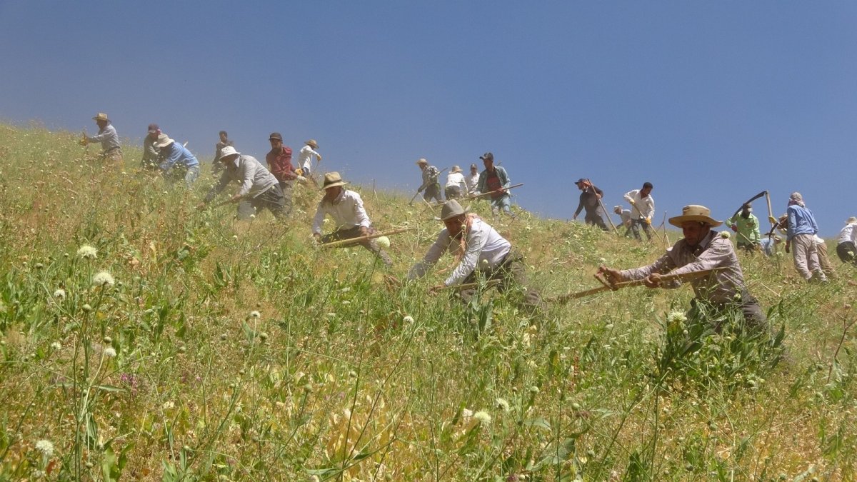 Tırpancıların imece usulü zorlu mesaisi
