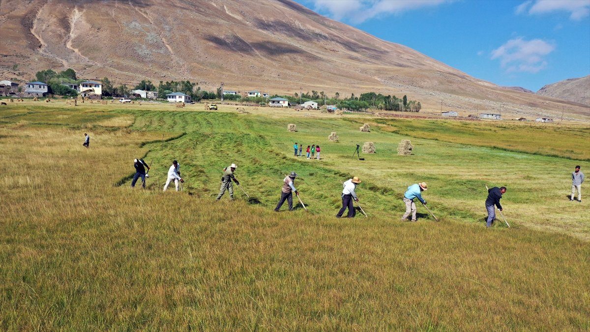 Tırpanla ot biçen çiftçiler, zorlu işlerini şarkılarla eğlenceye dönüştürüyor