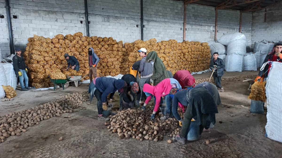 TMO'nun patates alımı açıklaması Bitlisli çiftçileri sevindirdi