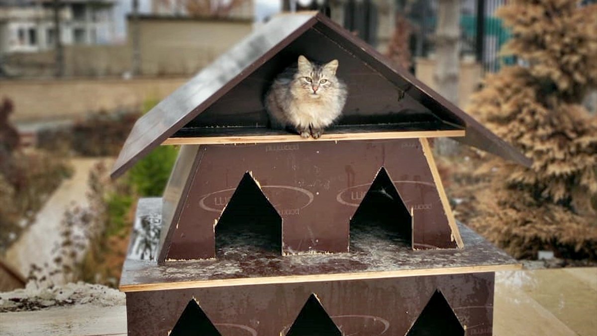 TOKİ inşaatlarının atık malzemeleri sokak hayvanları için sıcak yuvaya dönüşüyor