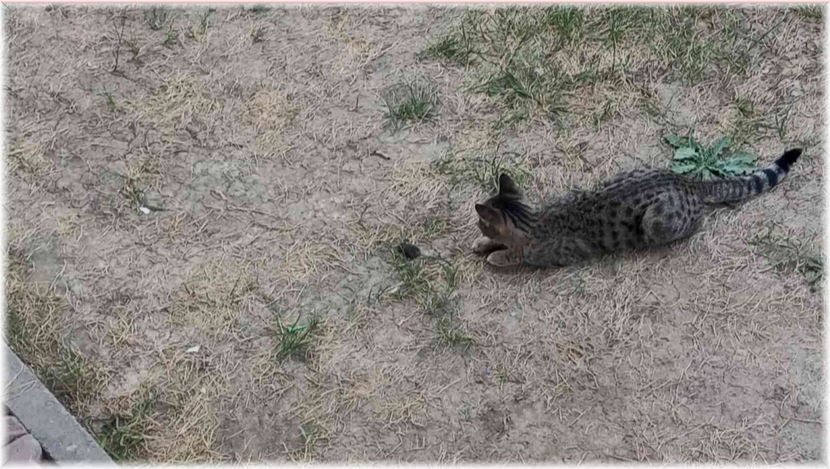 Tom ve Jerry karakteri gerçek oldu