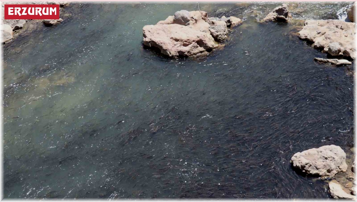 Tonlarca sazan balığı can çekişiyor