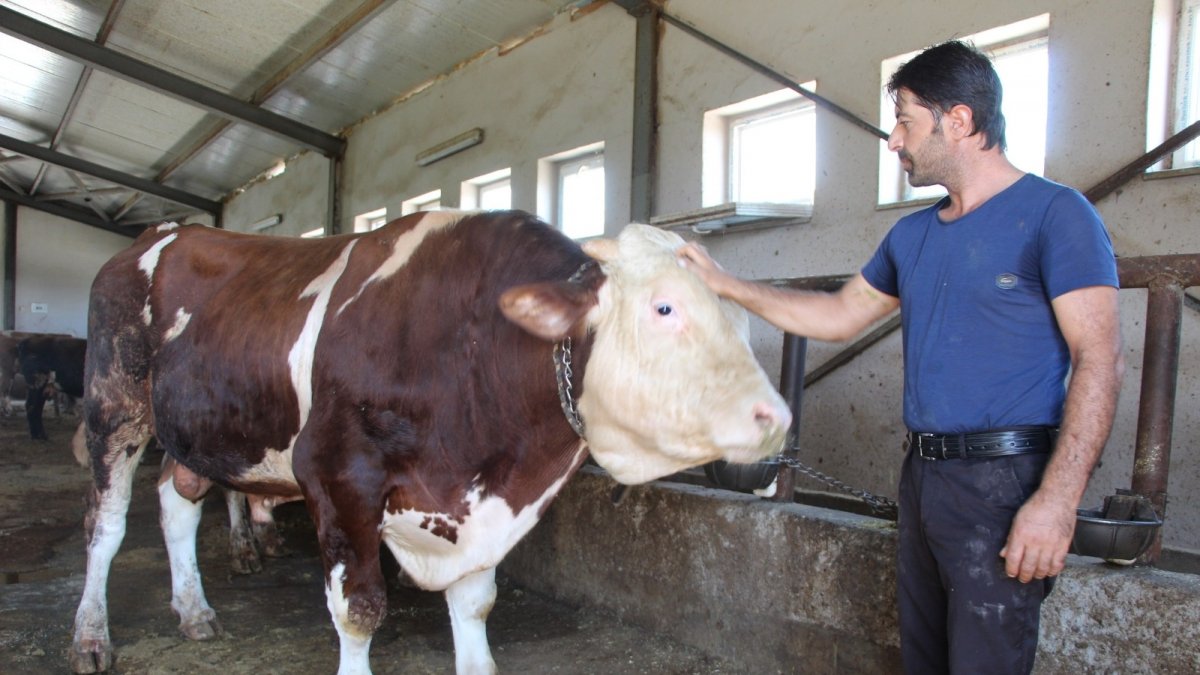 Tonluk tosunlar alıcılarını bekliyor