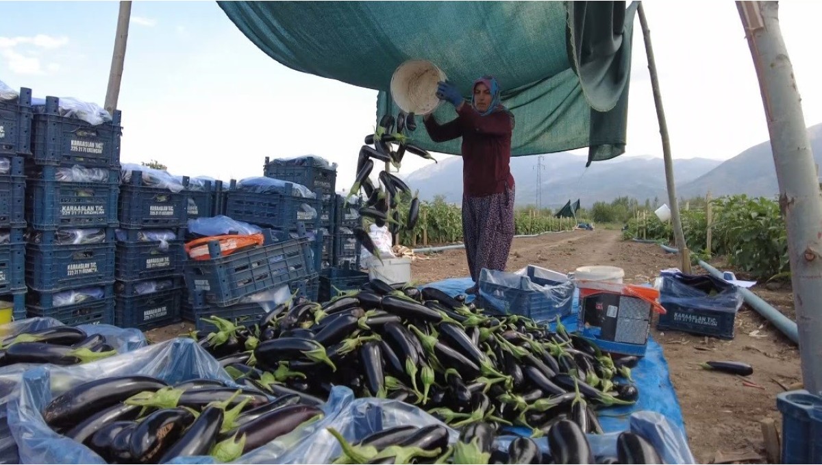 Toplu Sera Bölgesi Erzincan'da 700 kişiye istihdam sağlayacak, ekonomiye yıllık 350 milyon TL'lik katkı sunacak