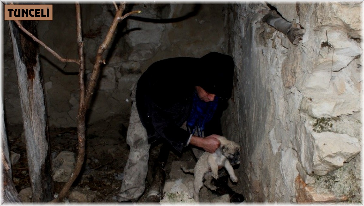 Toprak altında mahsur kalan yavru köpekleri belediye ekipleri kurtardı