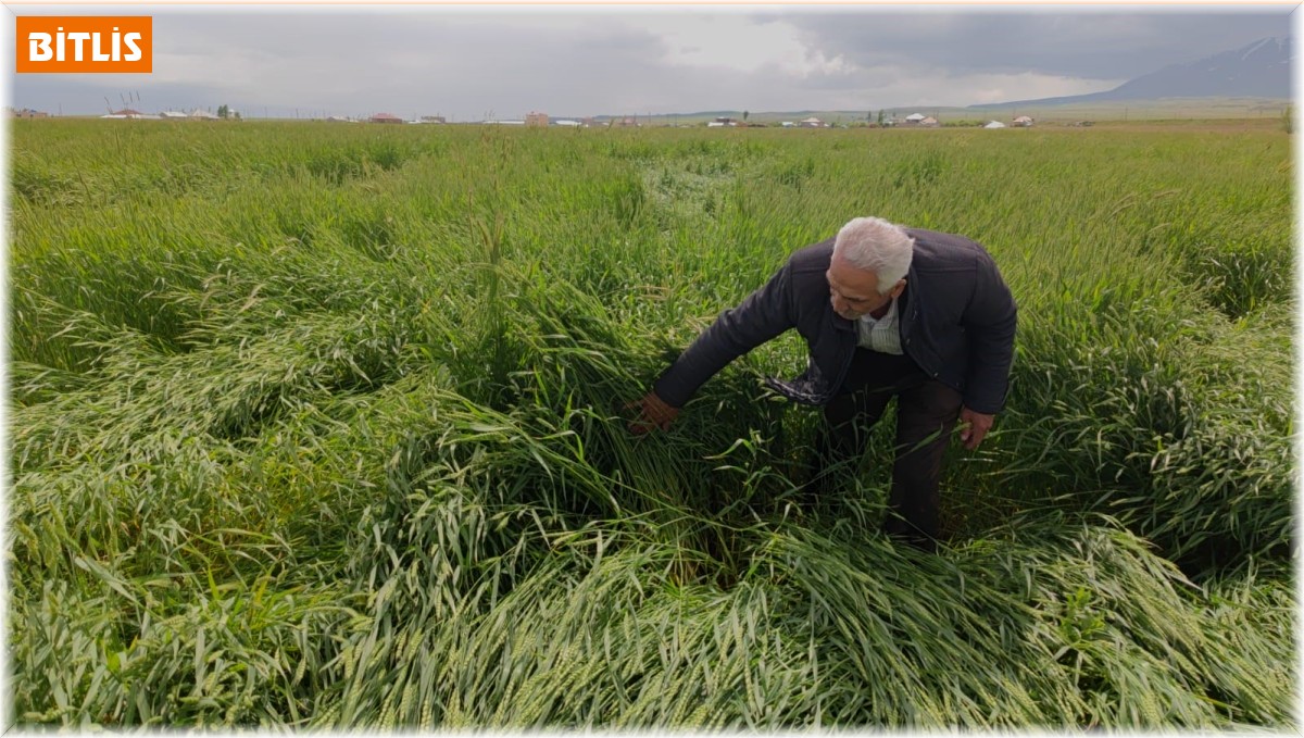Toz bulutu ve fırtına ekinlere zarar verdi
