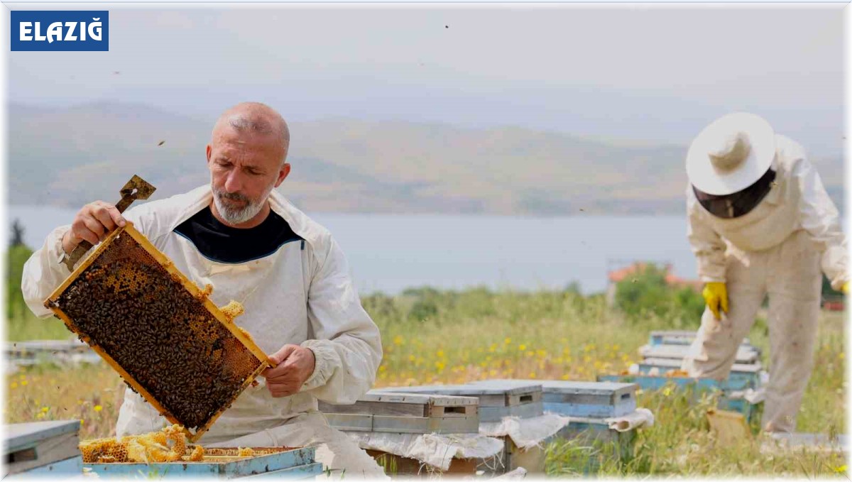 Toz taşınımı polen ve nektara ulaşımı zorlaştırdı, arılar strese girdi