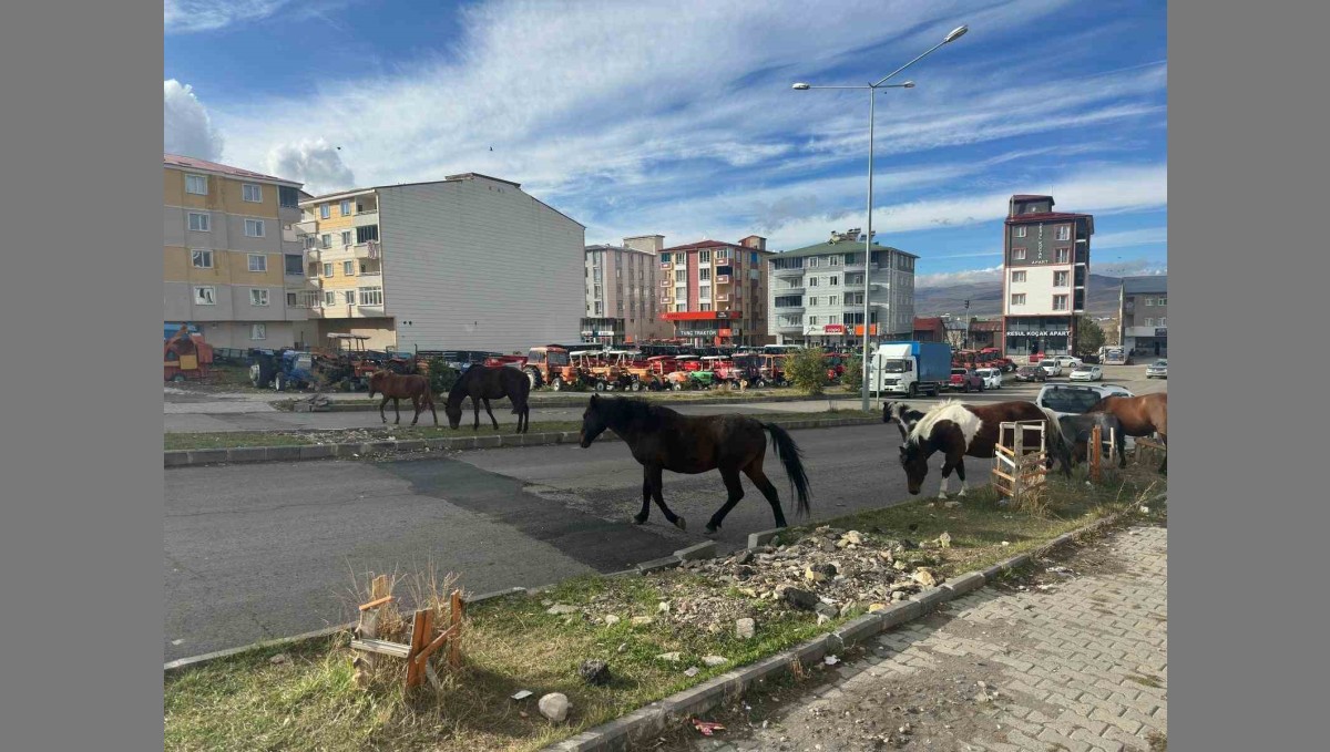 Trafikte başıboş atlar tehlike saçmaya devam ediyor
