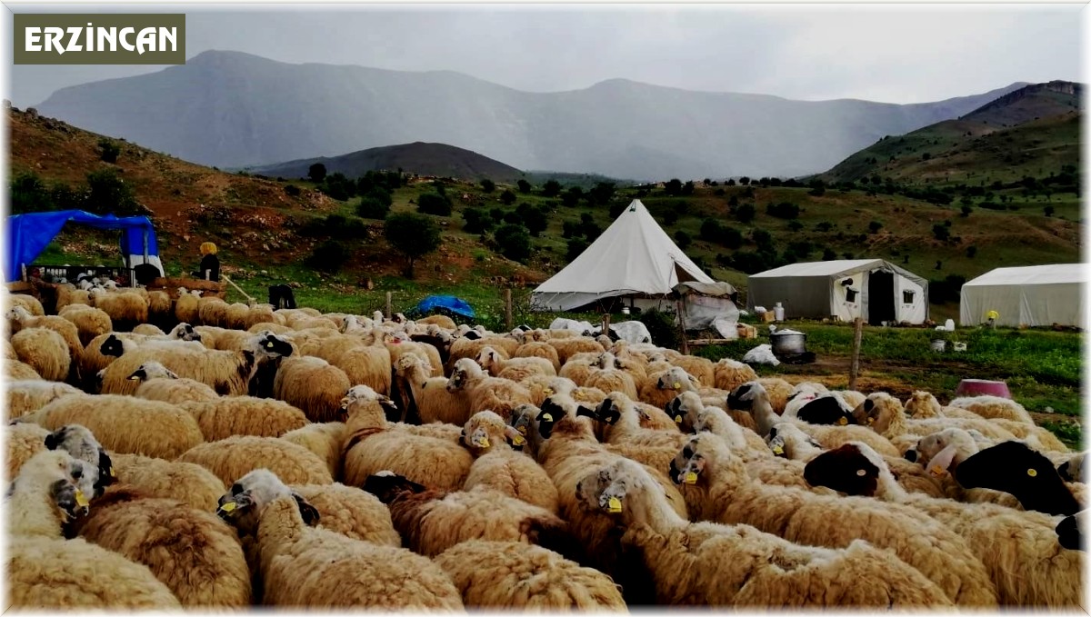 Tulum peyniri üreticileri dışarıdan getirilen peynirlerden muzdarip