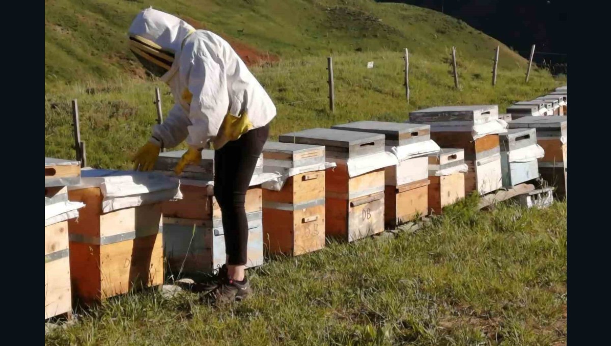 Tunceli Arıcı Yetiştiricileri Birliği bal alım fiyatlarını açıkladı