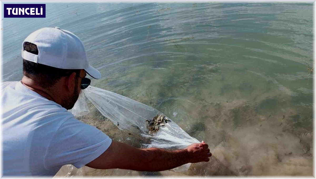 Tunceli'de 100 bin adet pullu sazan yavrusu gölete bırakıldı