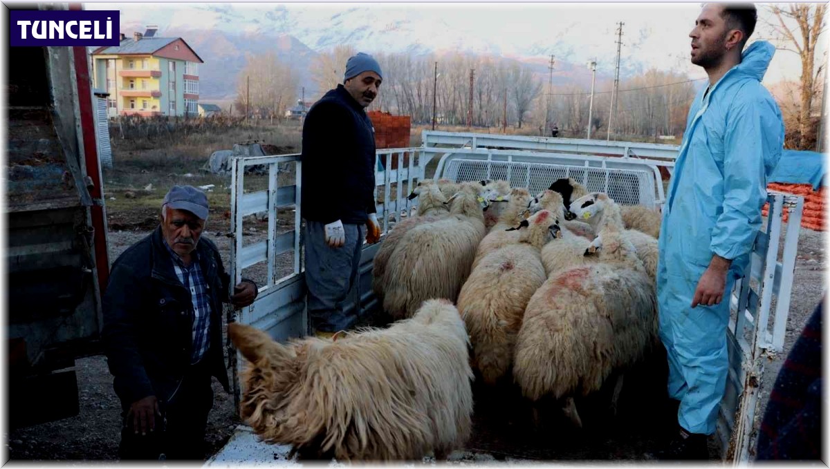 Tunceli'de 16 üreticiye 400 koyun dağıtıldı