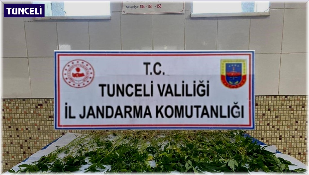 Tunceli'de 227 kök kenevir ele geçirildi