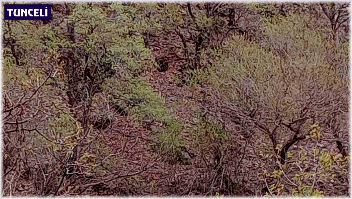 Tunceli'de 38 gün önce çaya uçan araç bulundu