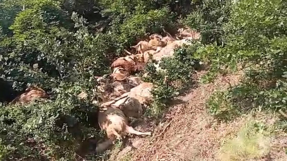 Tunceli'de 80 koyun telef oldu