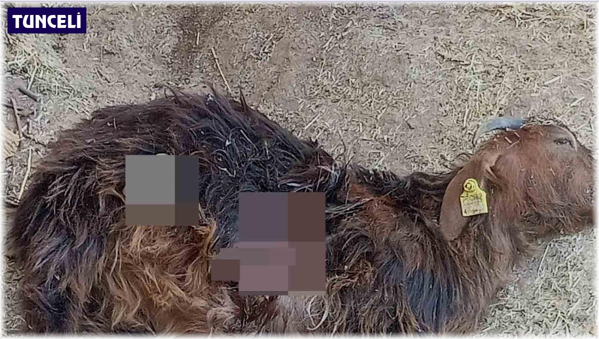 Tunceli'de aç kalan ayılar, hayvanlara zarar vermeye başladı