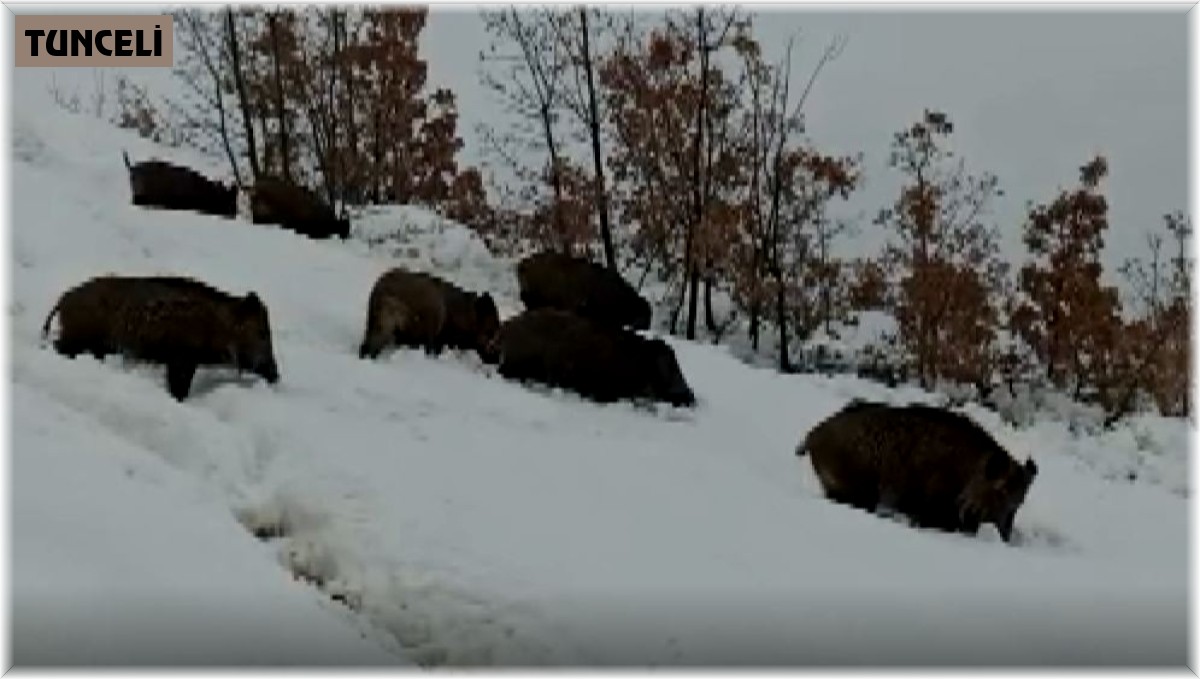 Tunceli'de aç kalan yaban domuzları sürü halinde merkeze indi