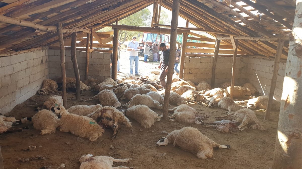 Tunceli'de ağıla giren boz ayılar 70 koyunu telef etti