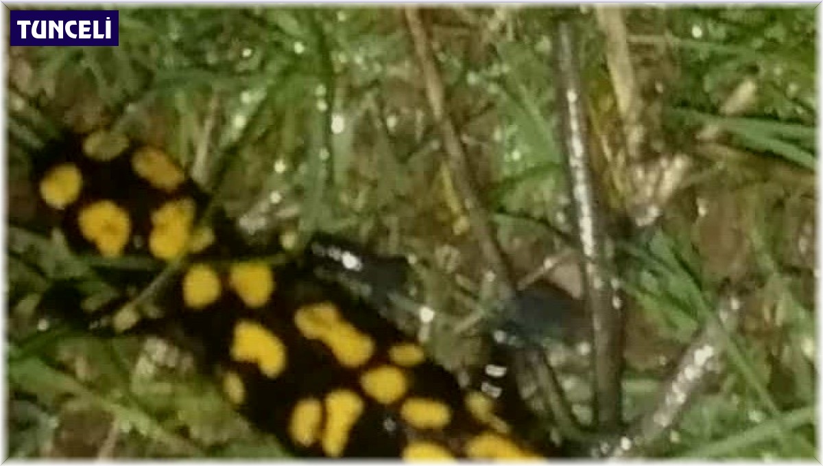 Tunceli'de Anadolu benekli semenderi fotoğraflandı