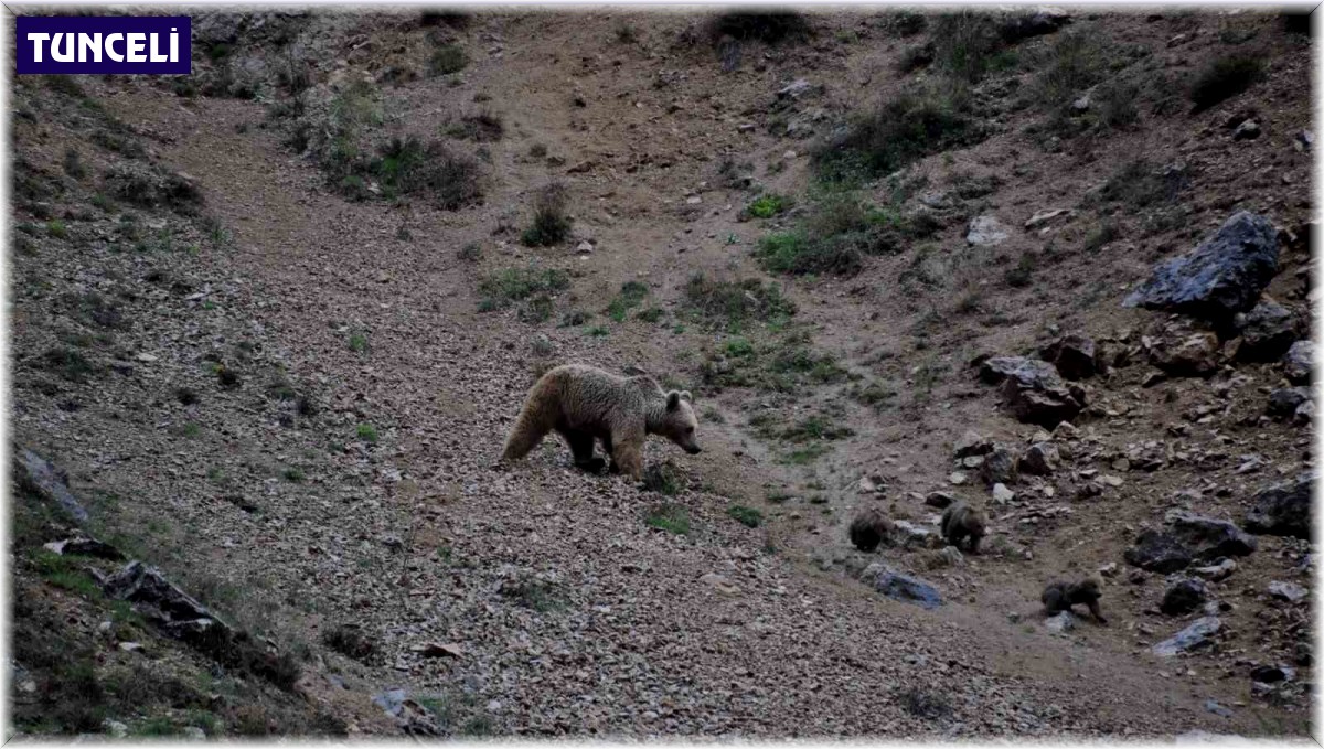 Tunceli'de anne ayı, 4 yavrusuyla yiyecek ararken görüntülendi