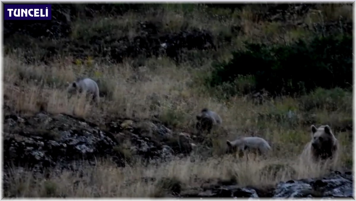 Tunceli'de anne bozayı, 3 yavrusu ile birlikte görüntülendi