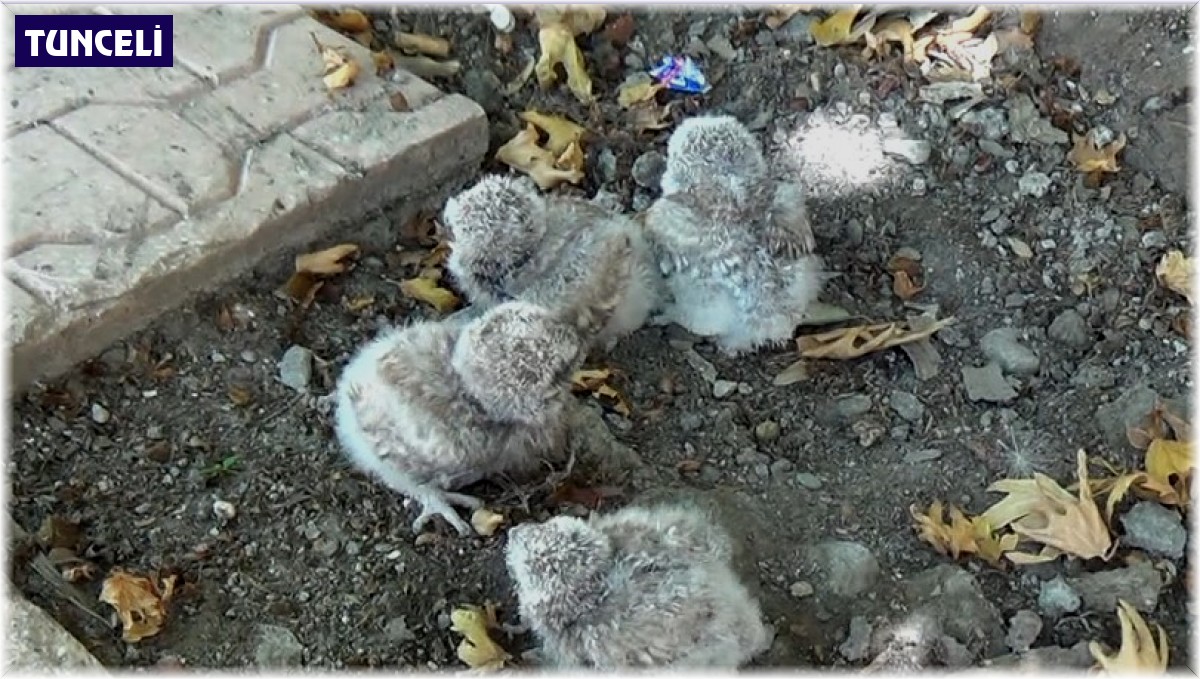 Tunceli'de annelerinin terk ettiği yavru baykuşlar koruma altına alındı