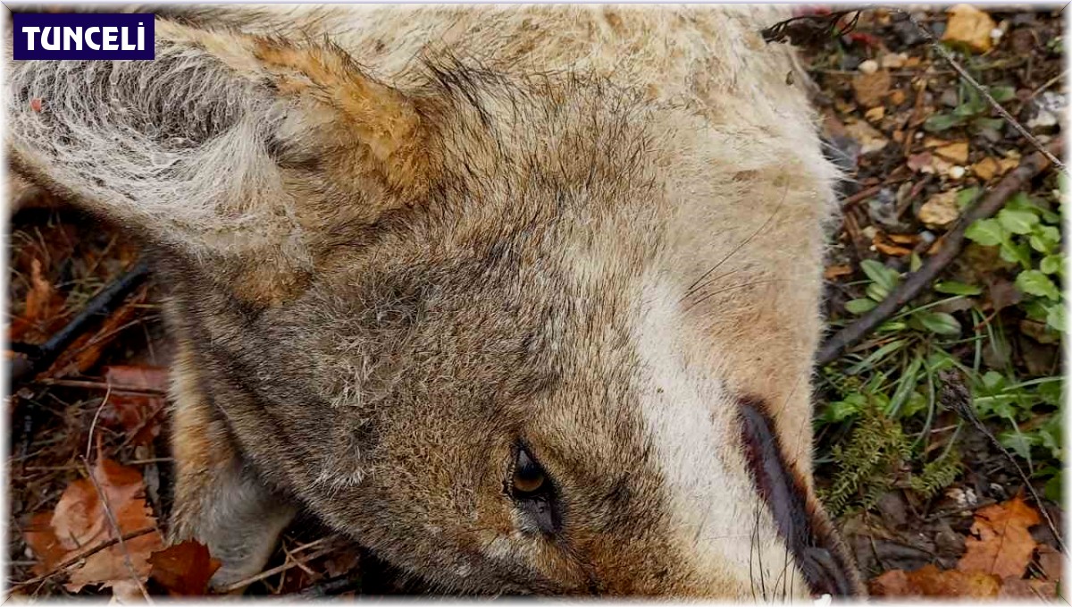 Tunceli'de aracın çarptığı kurt telef oldu