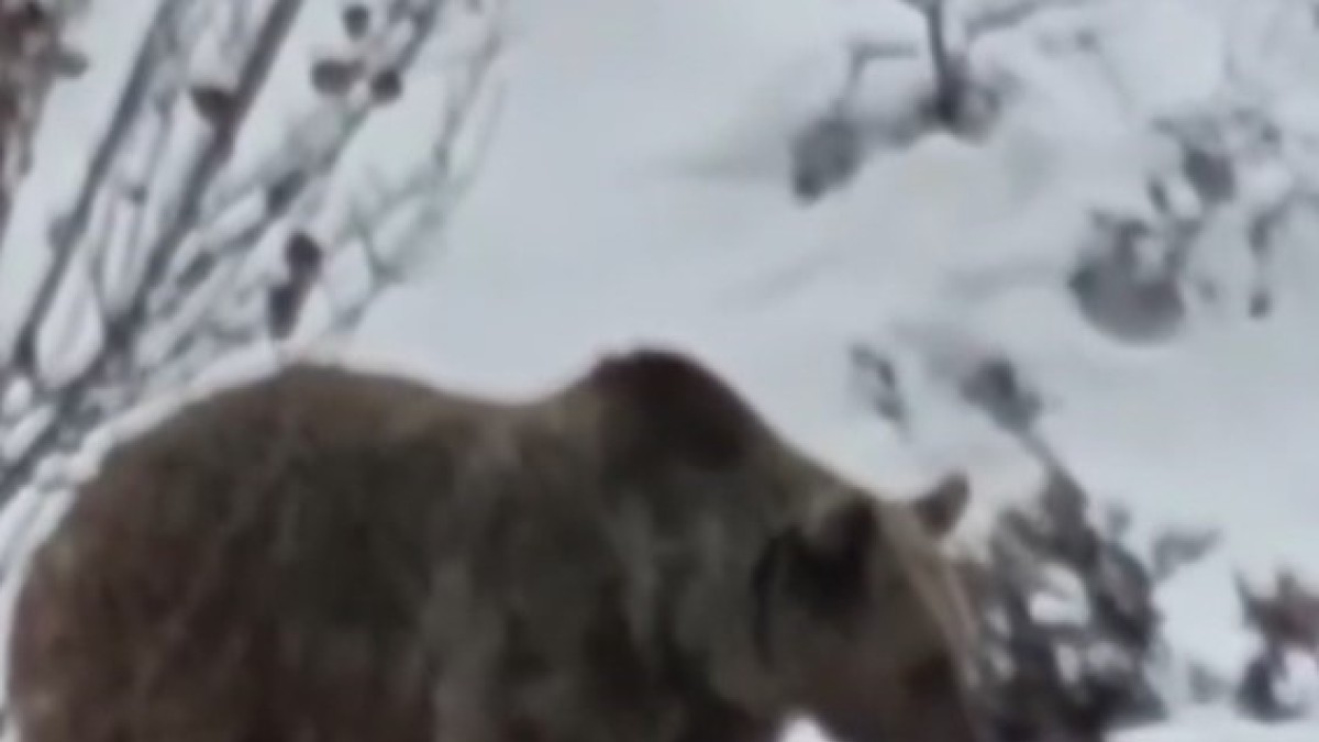 Tunceli'de ayı kış uykusu öncesi karnını doyururken görüntülendi