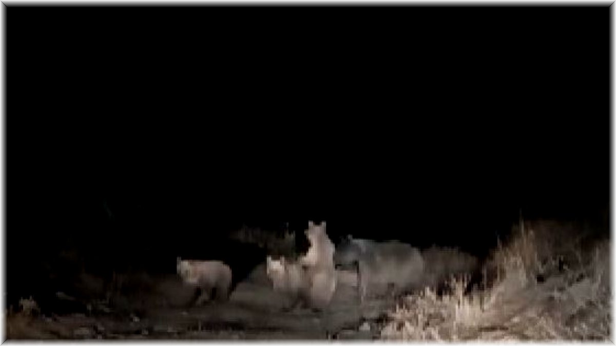 Tunceli'de ayılar çöplükte yiyecek aradı