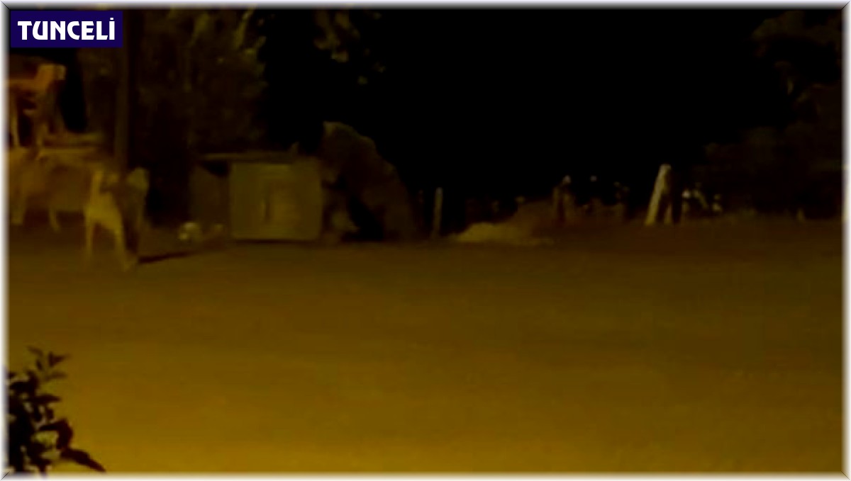 Tunceli'de ayılar kenti mesken tuttu