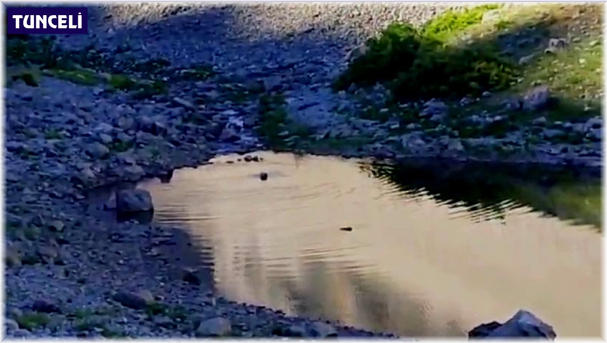 Tunceli'de ayıların su keyfi